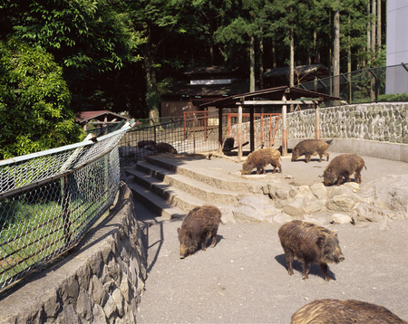 Amagi boar Villageの写真素材
