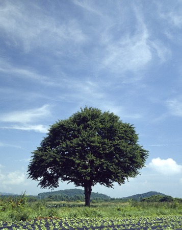 Tree of doing