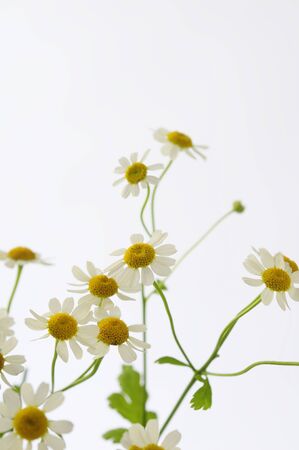 Chamomile flower arrangements