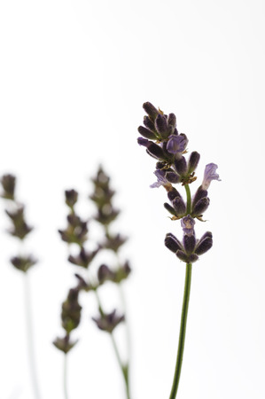 Lavender floral arrangementsの写真素材