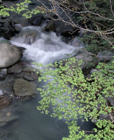 Fresh green and flows