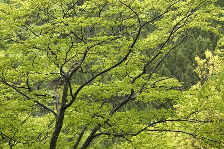 Fresh green