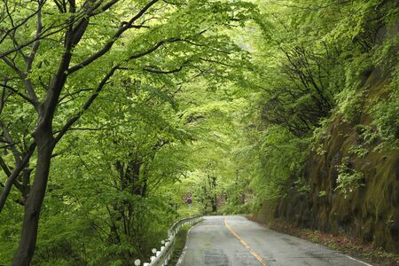 The fresh green of the tunnelの写真素材
