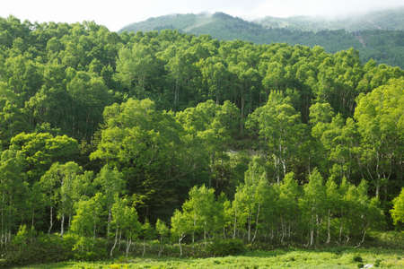 Green of white birch forestの写真素材