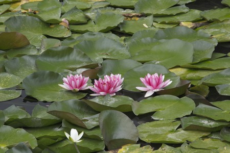 Water lilyの写真素材