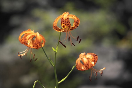 Kooniyuriの写真素材