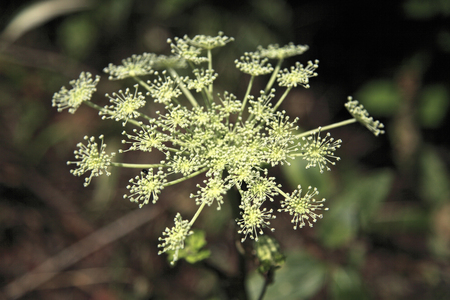 Angelica