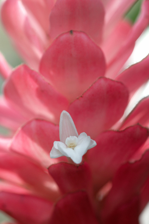 Alpinia Purupurataの写真素材