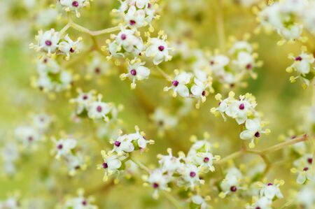 Elderの写真素材