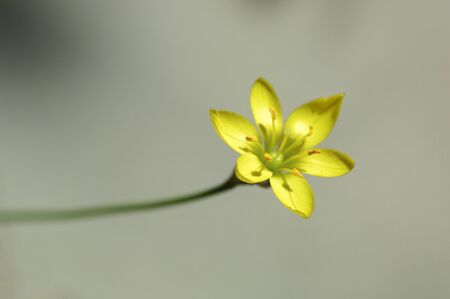 Flowers and plantsの写真素材