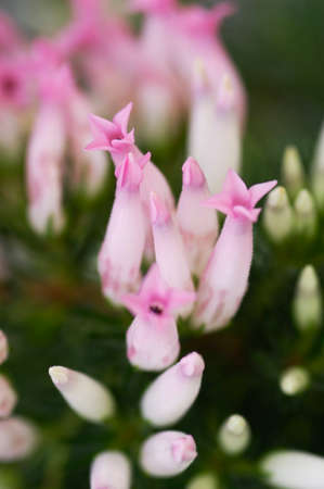 Flowers and plantsの写真素材