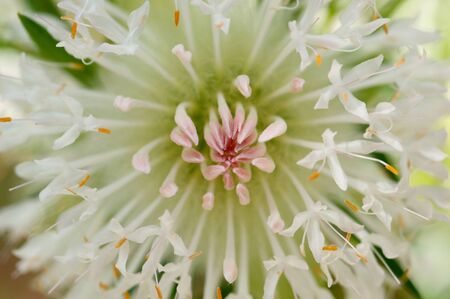 Flowers and plantsの写真素材