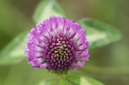 Flowers and plants