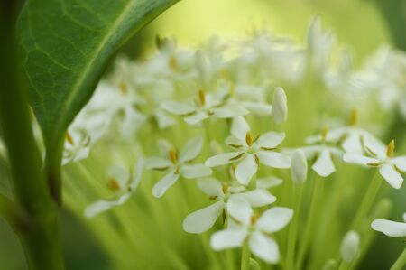 Flowers and plantsの写真素材