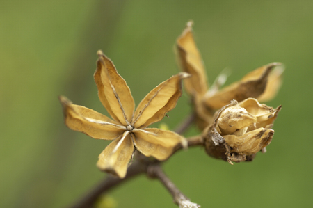 Flowers and plantsの写真素材