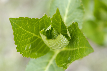 Flowers and plantsの写真素材