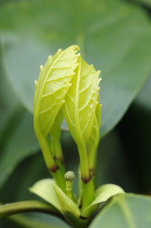 Flowers and plantsの写真素材