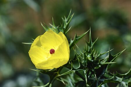 Flowersの写真素材