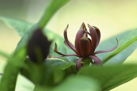 Flowersの写真素材