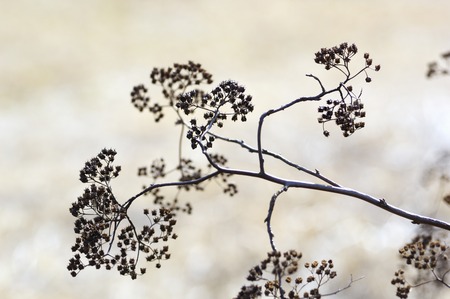 Flowersの写真素材