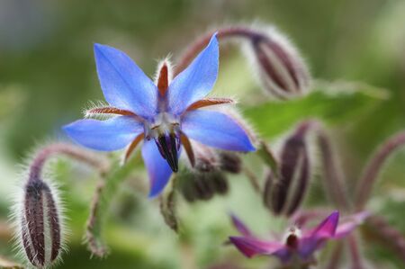 Flowersの写真素材