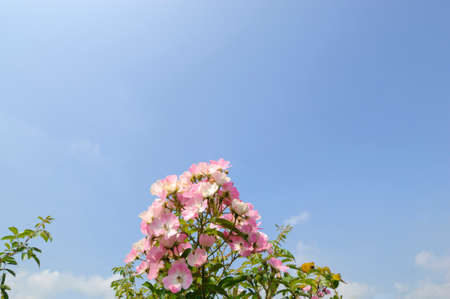 Bloom and sky