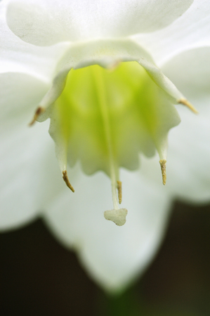 Flowers and plantsの写真素材