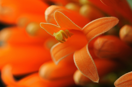 Flowers and plantsの写真素材