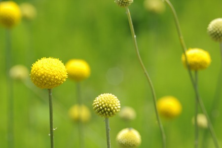 Flowers and plants