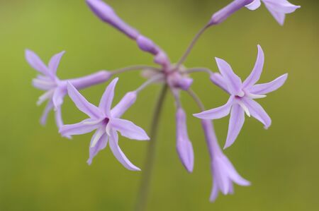 Flowers and plantsの写真素材