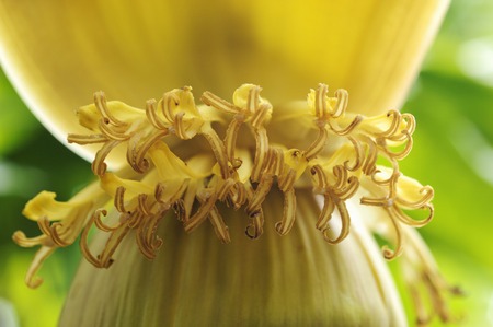 Flowers and plantsの写真素材