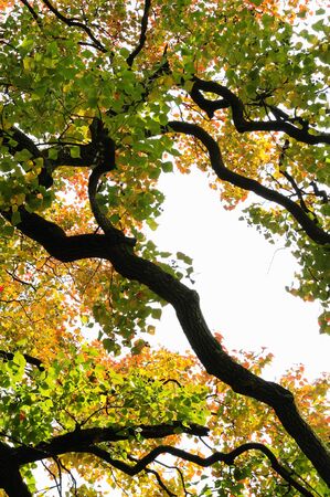Autumn leaves