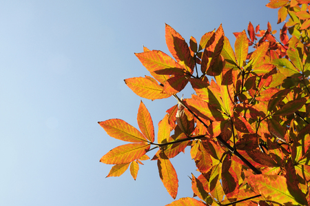 Autumn leavesの写真素材
