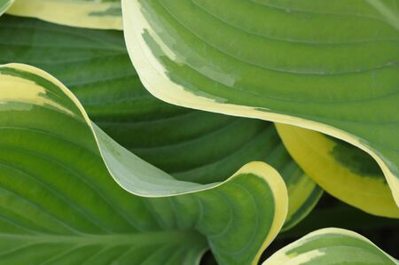 Leaf