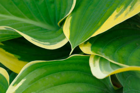 Leafの写真素材