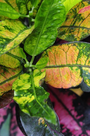 Leaf