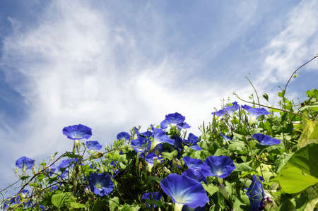 Blue sky and blue morning gloryの写真素材
