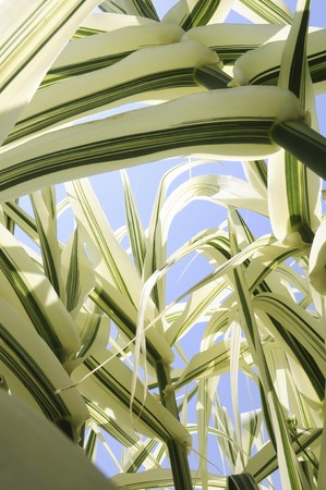 Blue sky and leaves hakonechloaの写真素材