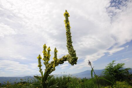 Herbal flowersの写真素材