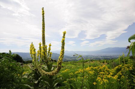 Herbal flowersの写真素材