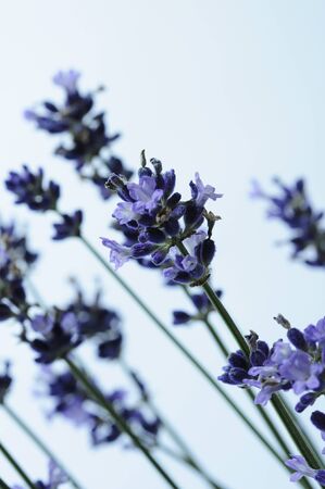Lavender floral arrangementsの写真素材
