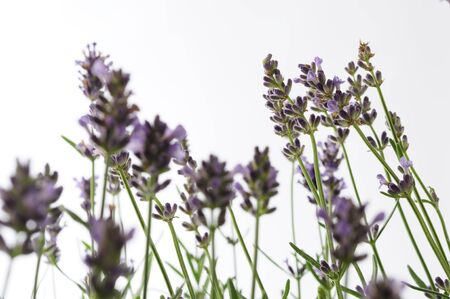 Lavender floral arrangementsの写真素材