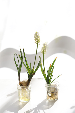 Flower sun and spiraea cantoniensis Lour.の写真素材