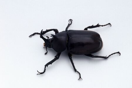Beetle male