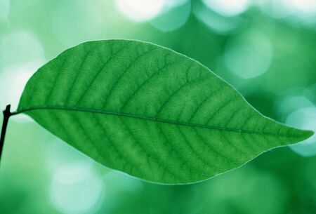 Leaves of beech