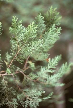 Japanese cypress