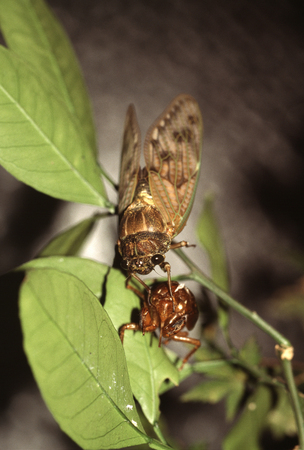 Emergence of large brown cicadaの写真素材