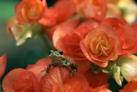 Begonia and Japanese tree frogの写真素材