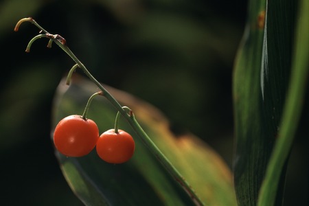 Lily of the valley realの写真素材