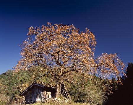 Persimmon trees